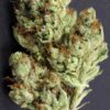 Buy Asteroid OG Strain USA