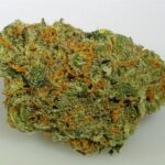 Buy Chocolope marijuana Strain