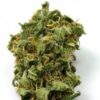 Buy Top 44 Feminized Seeds