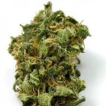 Buy Top 44 Feminized Seeds