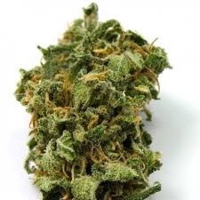 Buy Top 44 Feminized Seeds