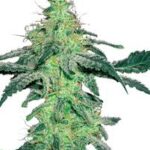 Buy Amnesia Feminized Seeds