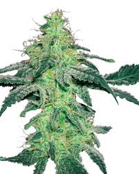 Buy Amnesia Feminized Seeds