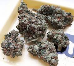 Buy Holy Grail Kush