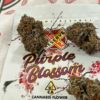 Buy Purple Blossom Strain in the USA Today