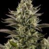 buy white widow seeds