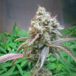 Buy 24k Gold clones