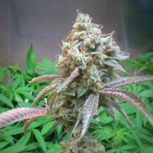 Buy 24k Gold clones