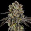 Black Jack-Clones For Sale Online