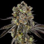Black Jack-Clones For Sale Online