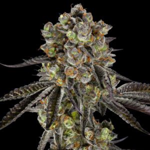Black Jack-Clones For Sale Online