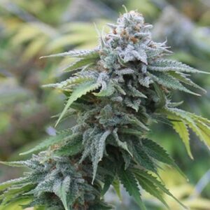Blue Cookies Strain-Clones For Sale Online
