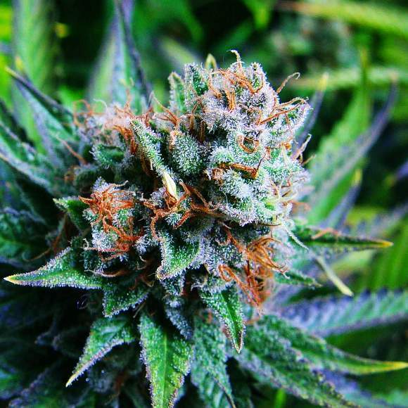 10 Best Marijuana Strains For Anxiety