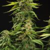 Bruce Banner- Clones For Sale