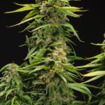 Bruce Banner- Clones For Sale