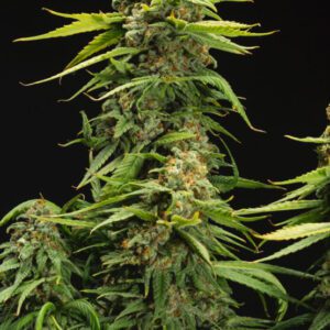 Bruce Banner- Clones For Sale