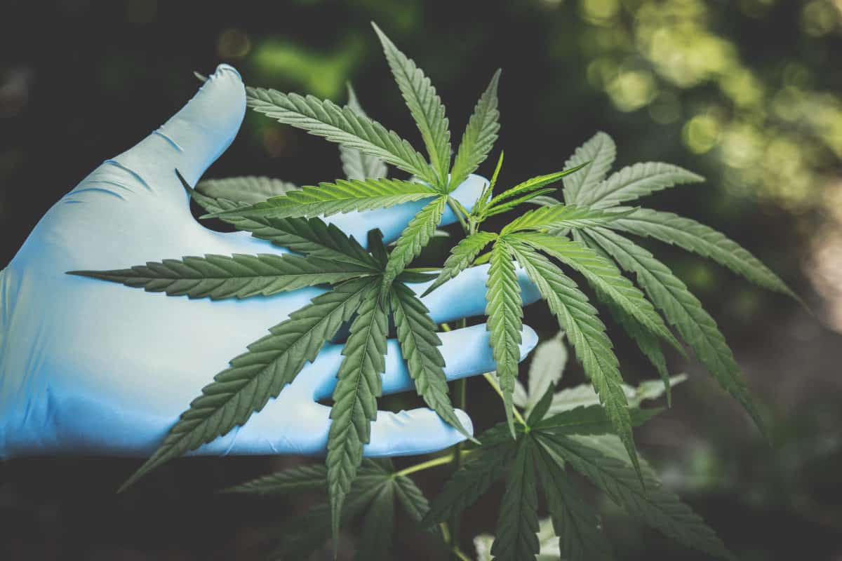 buy legal marijuana online