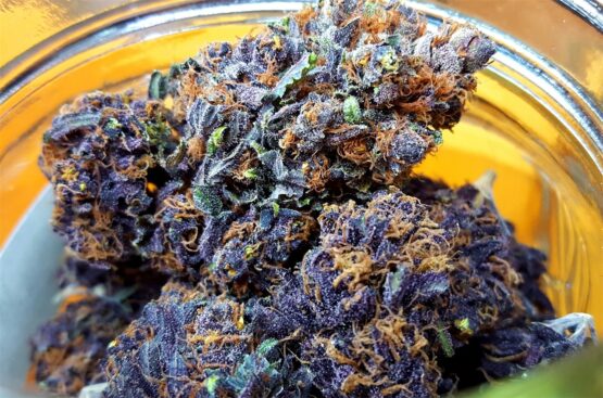 6 Tricks to Choose the Right Strain of Weed for Your Needs