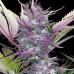 Black Cherry Soda- Clones For Sale Online