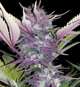 How to Get a Medical Marijuana Prescription Online