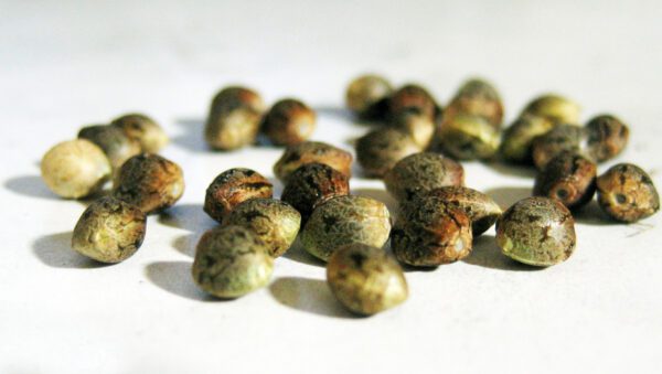 Blue Dream Feminized Seeds For Sale