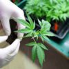 Marijuana Clones For Sale