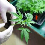 Marijuana Clones For Sale