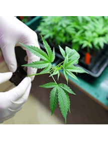 Marijuana Clones For Sale