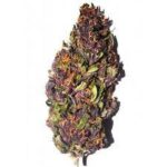 Buy Purple Haze