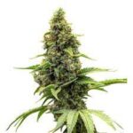 buy amnesia haze seeds