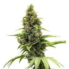 buy amnesia haze seeds