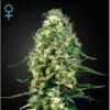 buy super lemon haze seeds