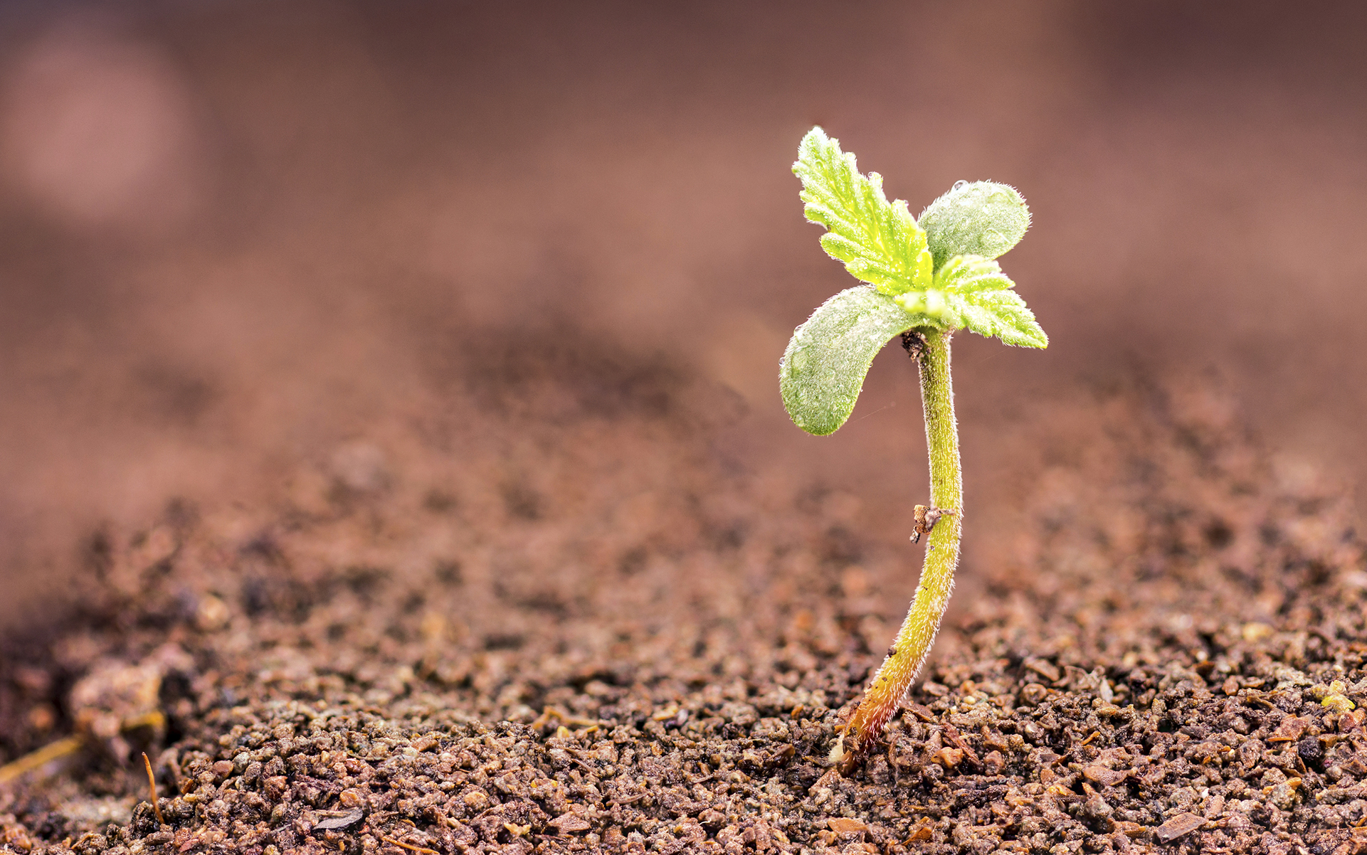 STAGES OF MARIJUANA PRODUCTION