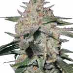 Buy Northern Lights seeds online