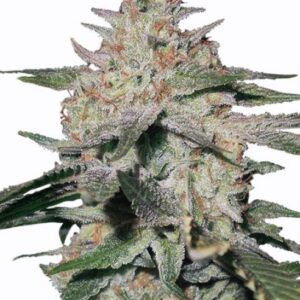 Buy Northern Lights seeds online
