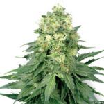buy white widow seeds