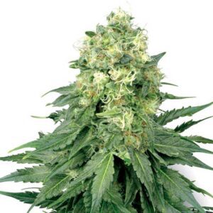 buy white widow seeds
