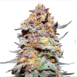 Buy Grand Daddy Purple AutoFlower Marijuana Seeds