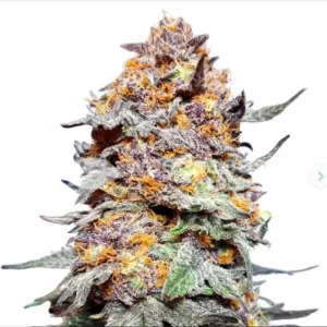 Buy Grand Daddy Purple AutoFlower Marijuana Seeds