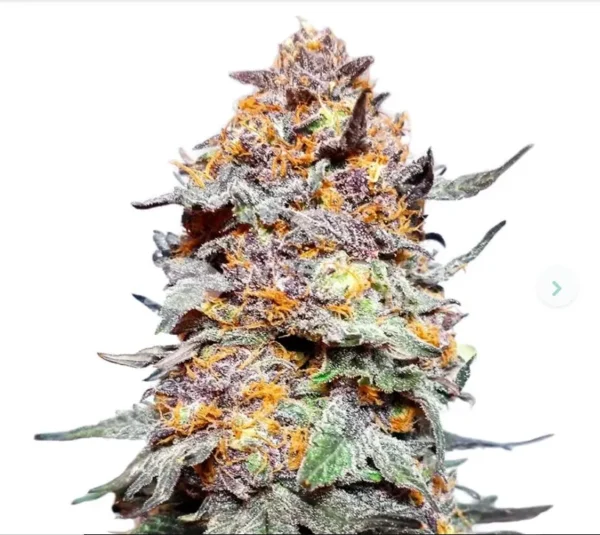 Buy Grand Daddy Purple AutoFlower Marijuana Seeds