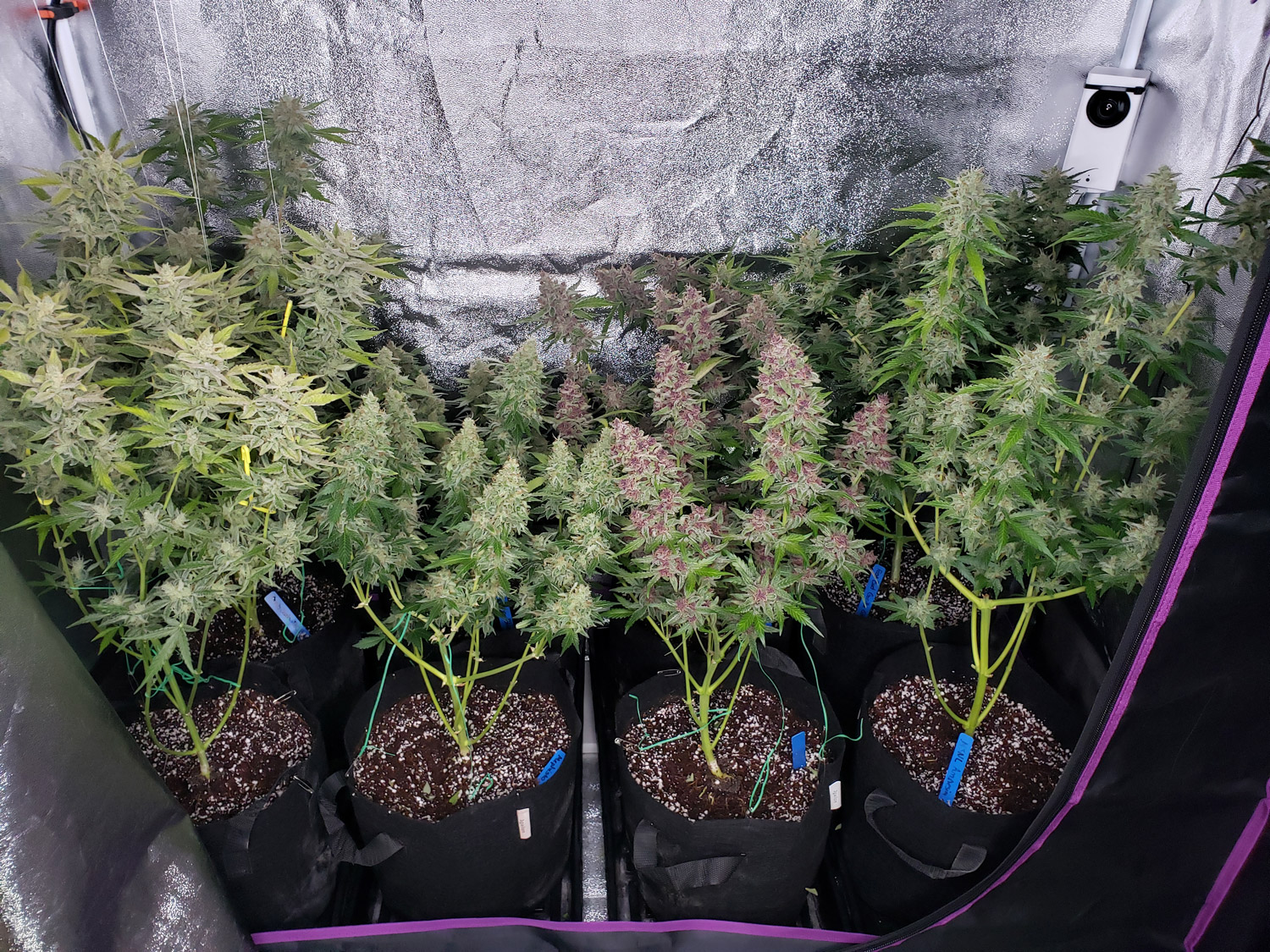how to grow marijuana