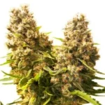 Buy Banana Kush Autoflowe