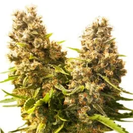 Buy Banana Kush Autoflowe