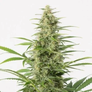 Buy Sour Diesel Autoflower Seeds