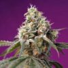 Buy Bruce Banner Autoflower Marijuana Seeds