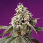 Buy Bruce Banner Autoflower Marijuana Seeds