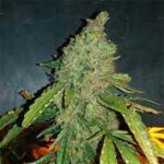 Gorilla Glue Autoflower Seeds For Sale