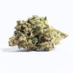 Buy Lemon Drop Strain Online