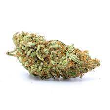 buy white lavender strain