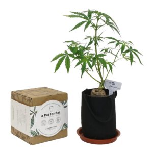 Mini Complete Pot Growing Kit